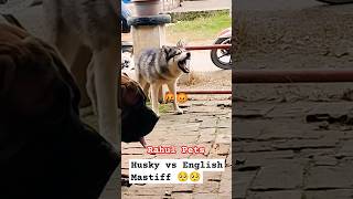 Husky amp English Mastiff barking rahulpets shortsfeed doglover love fighting doglover [upl. by Dasteel168]