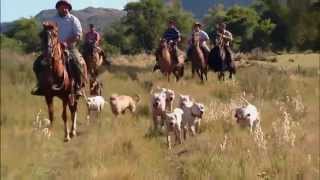 Dog Breeds  Dogo argentino Dogs 101 Animal Planet [upl. by Dewees]