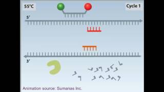 rtPCR animation [upl. by Asilehs]