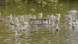 Close Up Of Flock Of Seagulls On Pond In St Stephens Green Park Dublin Ireland [upl. by Roxanna4]