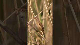 Chirping Melodies The Amazing Reed Warbler wildlife birdslover [upl. by Issie]