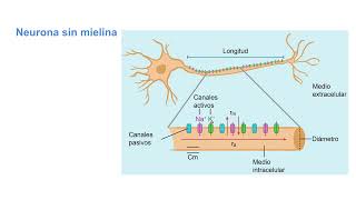 Modelo 7 Propagación de potencial de acción en axón mielinizado [upl. by Ennirac]