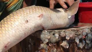 Big Mirka Fish Cutting By Expert Fish Cutter  Amazing Cutting Skills [upl. by Elleinnod375]