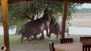 Angry Hippos Fight INSIDE PRIVATE CAMP [upl. by Adnyleb420]