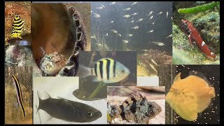 Unheated marine tank fish types [upl. by Bate]