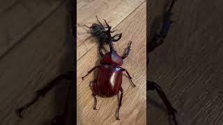 RHINOCEROS BEETLE VS STAG BEETLE 💪😅😁shorts insects rhinocerosbeetle stagbeetle matches [upl. by Pinto]