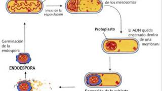 Biología  Endospora [upl. by Anileba]