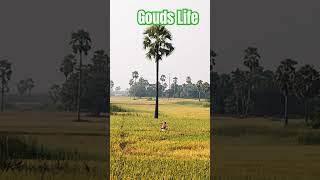 Telangana Gouds life cycle shorts ytshortsvideo trendingshorts [upl. by Ybab]