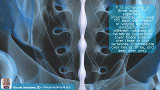 Visual Anatomy 3D Facts about the Supraspinous ligament sacral part [upl. by Sukramed756]