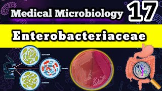 Enterobacteriaceae Family 🦠 شرح بالعربي [upl. by Nnylorac304]