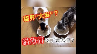 猫界quot大麻quot 原来吃了会变这样！！ [upl. by Nyrek]