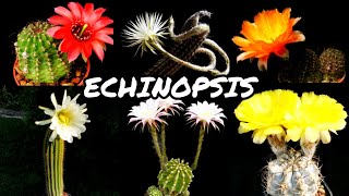 30 ESPÉCIES DE CACTOS DO GÊNERO ECHINOPSIS PARA IDENTIFICAÇÃO  CACTUS TV [upl. by Ayatan]