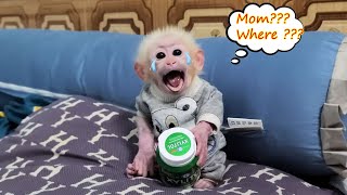 Monkey David woke up crying for his mother to feed him [upl. by Nirtiac]