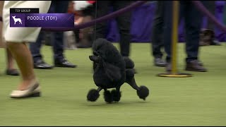 Poodles Toy  Breed Judging 2023 [upl. by Karina]