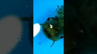 Mosquito larvae Jentik Nyamuk dragonfly insects fypシ゚viral butterfly nature fishing animals [upl. by Nal]