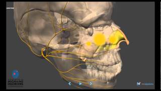 Migraine Pathophysiology  In depth [upl. by Enirahtac]