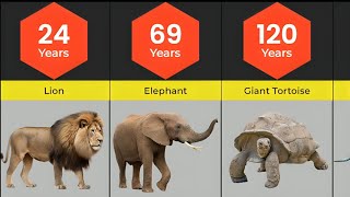 Average Lifespan Of Different Animals  Lifespans Of Animals [upl. by Yehsa]