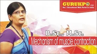 Mechanism of muscle contraction BSc MSc Lecture by Dr Priyanka Dadupanthi [upl. by Goldman]