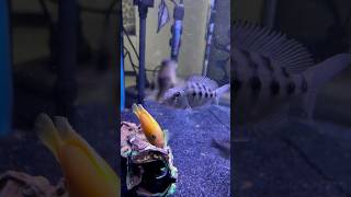 African Cichlids 🐠 africancichlid africancichlidtank fish fishtank aquarium ytshorts shorts [upl. by Lenox]