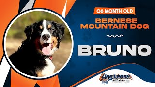 Bruno  6 Month Old Bernese Mountain Dog  Best Dog Trainers of VA [upl. by Nauqes458]