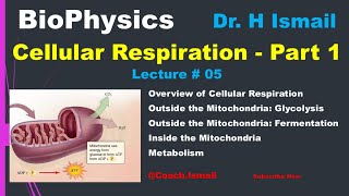 Cellular Respiration  Glycolysis  Citric Acid Cycle  Electron Transport Chain  NADH  Biophysics [upl. by Gerhardt]