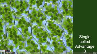 SingleCelled Vs MultiCelled Organisms [upl. by Mcgannon]