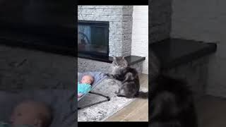 kittenCute kitten cat cats catvideos kittens catlover princesscat lovecatsshorts [upl. by Regazzi252]