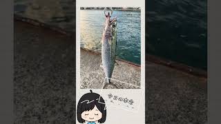 【釣り】大潮ショアジギングwithサゴシ 釣り釣りガールショアジギング サゴシアウトドアvlogvtuber [upl. by Enitsirhc730]