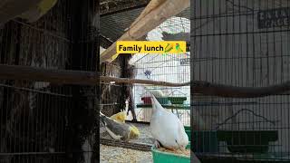 Cockatiel happy family👍 cockatiel birds parrot cockatielsound shortsfeed [upl. by Elleryt]