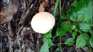 Second fruiting of Calvatia craniformis [upl. by Nilhsa]