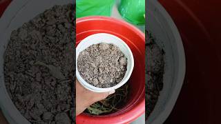 BEST SOIL MIX FOR PLANTS 🌱🪴gardening shorts gardeningwithjishu terracegardning indiangardening [upl. by Elylrac594]