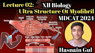 Ultra Structure Of MyofibrilStructure of MuscleLecture 02Urdu amp Hindi [upl. by Samtsirhc]