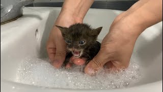 First time bathing a kitten [upl. by Pierpont]