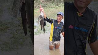 Catch fish During Flood catchandcook catchfishduringflood floodfishing [upl. by Oiramad]