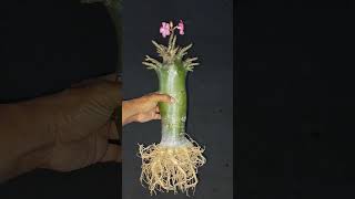 Long caudex on proses adeniumlongcaudex bonsaiadenium 081915543443 [upl. by Reisfield]