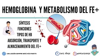 Fisiología Hemoglobina Síntesis Funciones Tipos  Metabolismo del hierro [upl. by Aeneus]