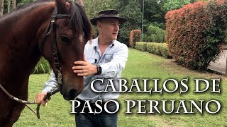 Caballos de Paso Peruano [upl. by Oileduab369]