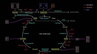 Amino Acid Oxidation Pathways Part 1 of 10  Intro [upl. by Alves297]