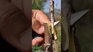 grafting techniques of fruit plants apricot viralshorts [upl. by Lenore]