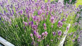 Lavandula angustifolia Munstead in Flower [upl. by Musette]