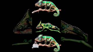 chameleon reptiles ameleon chamaeleon veiledchameleon [upl. by Savill]