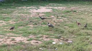 Peafowl in a field at Kanyakumari [upl. by Anatniuq495]