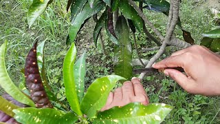 How to propagate croton Codiaeum variegatum by air layering [upl. by Juliet155]