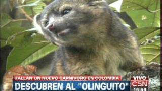 C5N  ALERTA VERDE DESCUBRIERON AL OLINGUITO [upl. by Yeslehc321]