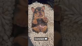 Choose a Dog 🐶 for your Dad❤️pt3pets dogs shorts [upl. by Chipman737]