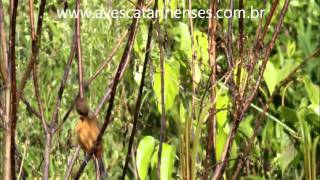 Curió Sporophila angolensis Chestnutbellied SeedFinch  MVI 8496 [upl. by Bollay]