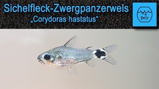 Sichelfleckpanzerwels  Corydoras hastatus  Haltung im Aquarium  Kleine Welse  Zwergpanzerwelse [upl. by Cattima]