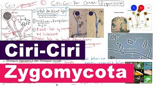 Ciri Ciri Zygomycota Serta Contoh dan Peranan Jamur Zygomycota  Kingdom Fungi Biologi Kelas 10 [upl. by Chauncey]