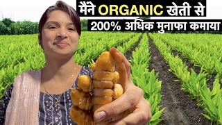 Organic Haldi farming business model in India  Turmeric Powder Profitable Agriculture [upl. by Acinoj]