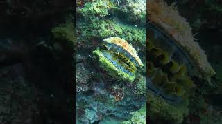 Moving in on a giant clam while scuba diving It closes How does it know Im thereoceandivermu [upl. by Augusta447]